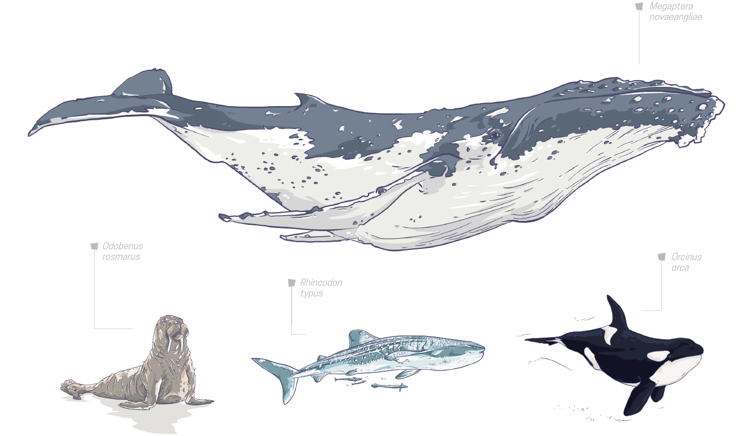 baleine et especes de guyane littorale