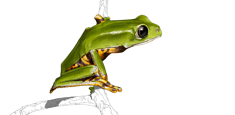 AMPHIBIENS EN GUYANE