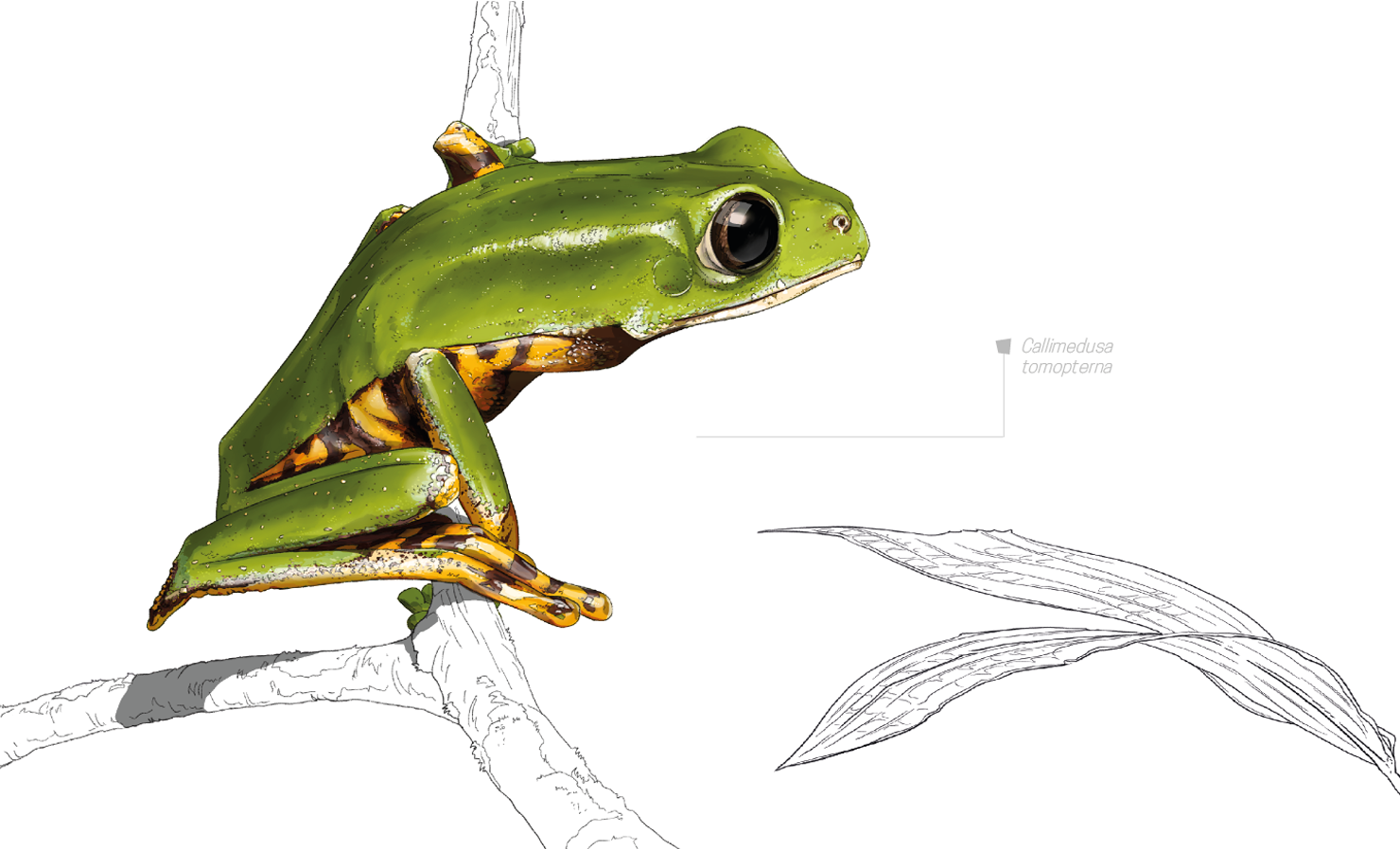 cerato guyane Copyright Jérémie Rigaudeau 2026
