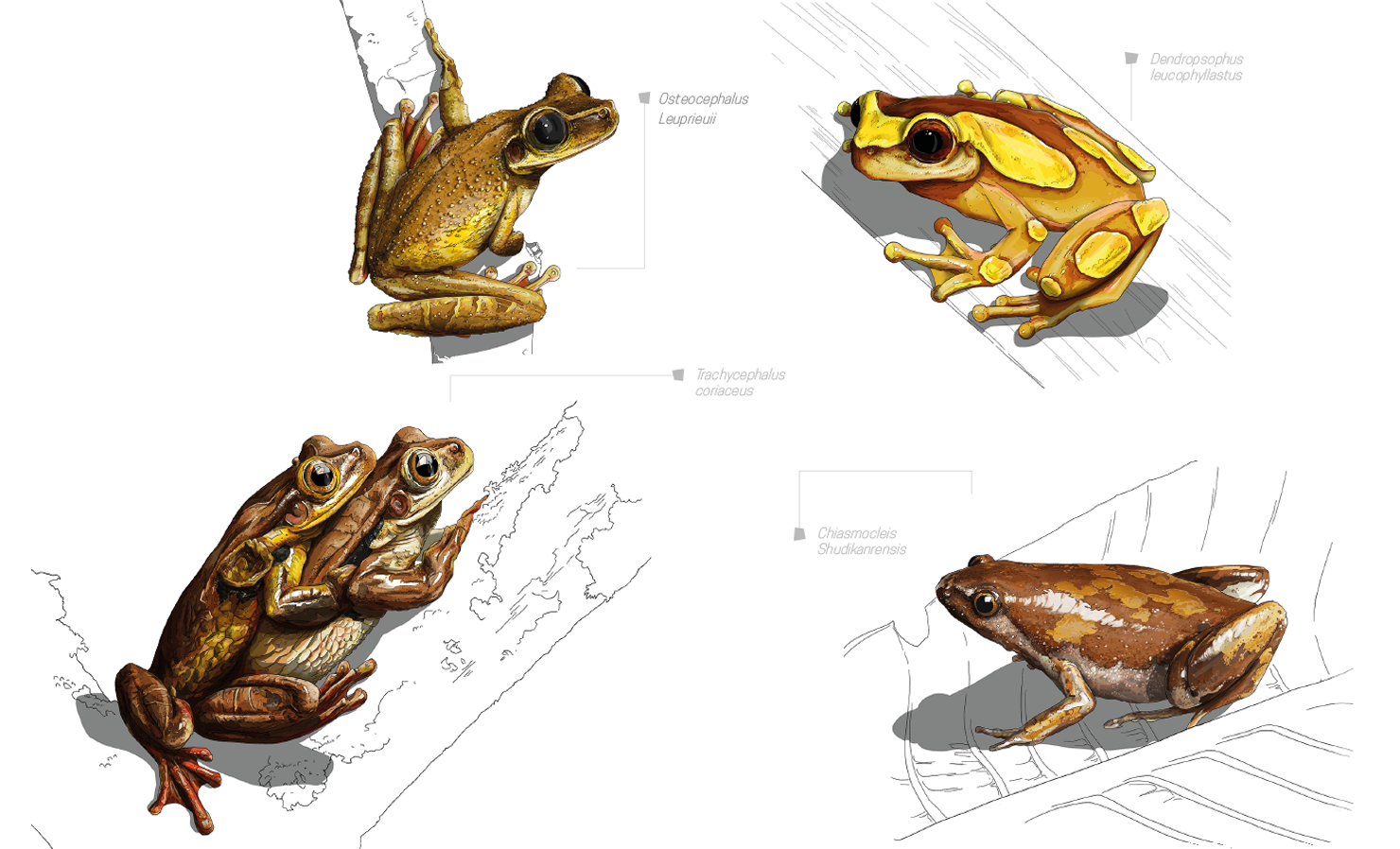 cerato guyane Copyright Jérémie Rigaudeau